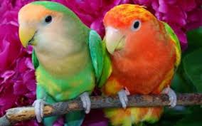 Download the best hd and ultra hd wallpapers for free. 10100 Birds Hd Wallpapers Background Images