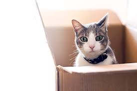 Pet movers and relocation dubai uae offer a tailor made plan for all your pet transport needs, pet relocation companies services uae dubai. Pet Relocation Dubai Freightworks