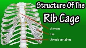 There are two kidneys, each about the size of a fist, located on either side of the spine at the lowest level of the rib cage. Structure Of The Rib Cage How Many Ribs In Human Body What Is The Sternum Youtube