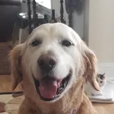 To what extend do you agree or disagree? How And Why Does Henry S Change Happen Write A Reflective Essay In Which You Explain Henry S Change Brainly Com