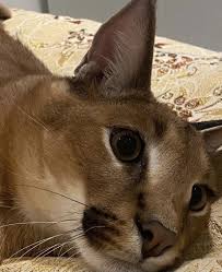 The servals long legs [the lo. 900 Big Cats Ideas In 2021 Big Cats Cats Wild Cats