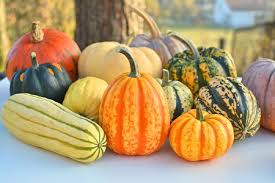 When to harvest butternut squash from garden. Yard And Garden Harvesting And Storing Winter Squash News