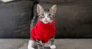 More images for how would a cat wear pants » Do Cats Need To Wear Clothes In Cold Weather Petcoach