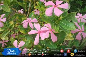 pin on فوائد صحية