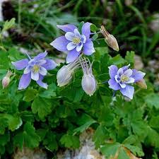Colorado blue columbine (aquilegia caerulea). Native Plant Demo Gardens At River S Edge Natural Area Colorado Blue Columbine