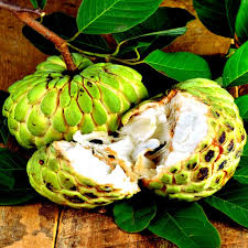 Image result for Annona squamosa