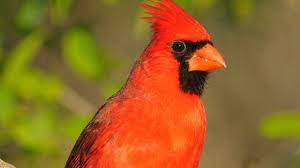 Test your bird trivia knowledge by taking our quiz! Ohio State Bird Northern Cardinal