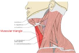 Neck muscles are divided into separate groups according to their origin and topographic features muscles and fasciae of the neck have a complex structure and topography, which is due to their. Muscular Triangle Wikipedia