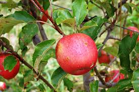 Organic tree fruit production and sales continue to grow locally and nationally with washington state being the lead producer of organic apples, pears, and cherries. How To Grow Apple Trees The Organic Way Grow Great Fruit