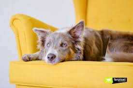 How to calm a dog down. The Dog Is Afraid Of Noises What To Do To Calm Them Down