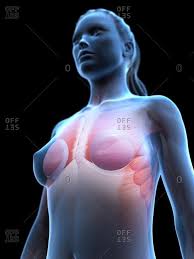 Learn anatomy faster and remember everything you learn. Muscle Anatomy Chest Stock Photos Offset