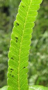 Image result for Ampelopteris