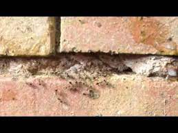 Maybe you would like to learn more about one of these? Ants Eating Compo In Brick Wall Youtube