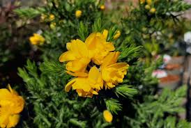 Image result for Ulex