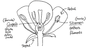 Female parts=6/5 stigma ovary stamen ovules male parts =3/2 anther filament carmen these are some of the male and female parts of a flower. The Parts Of A Flower