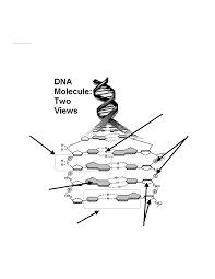 It's a class of molecule called a nucleic acid. Worksheet Structure Of Dna And Replication 17 Describe The Origin Of Each Strand Of The New Double Helices Created After Dna Replication The Second Strand Is Created Utilizing