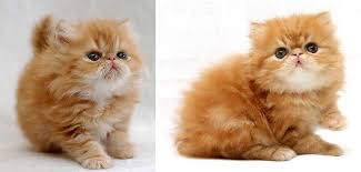 Kucing persia medium, kucing persia anakan,persia umur 3 bulan,persia peaknose, kucing persia medium, kucing persia himalaya, kucing semakin banyak permintaan kucing persia dari tahun ke tahun harga anak kucing persia ini lambat laun akan semakin naik sedikit demi sedikit walaupun. Harga Kucing Persia Harga Jual Beli Anak Kucing Persia Exotic Himalaya