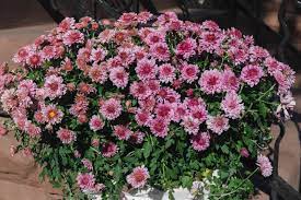(he wanted to know.) 8. Hardy Chrysanthemums Garden Mums Plant Care Growing Guide