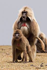 Gelada Baboons Semien Mountains Ethiopia Baboon Primates Animal Pictures