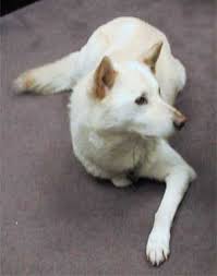 From april, the dog will be assigned to temples to protect valuable cultural treasure as well as. Korean Jindo Dog