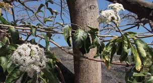Image result for Ehretia cymosa