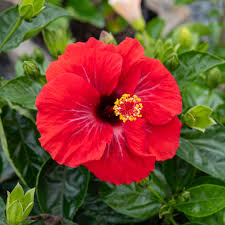 Image result for Hibiscus mechowii