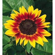 37+ gambar bunga matahari kolase yang lagi ngetrend. Harga Bunga Matahari Terbaik Taman Perlengkapan Rumah Juni 2021 Shopee Indonesia