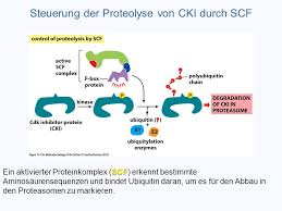 Proteasomen — proteasom kalottenmodell der 20s untereinheit des proteasoms der bäckerhefe (saccharomyces cerevisiae) nach … deutsch wikipedia. Steuerung Des Zellzyklus Ppt Video Online Herunterladen