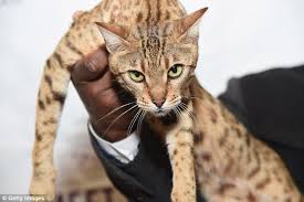 Wild looking large cats, black donut rosettes, long bodies, full whisker pads, thick blunt tails, small ears san jose bengal cats reserves the right to refuse the sale of any cat or kitten at anytime and to anyone for any reason. Up To 360 000 Cats Have Been Stolen In A Year Daily Mail Online