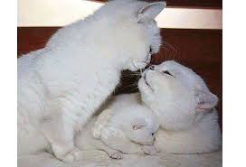 Ziua internațională a pisicii, 8 august. 8 August Ziua InternaÅ£ionalÄƒ A Pisicii LegÄƒtura Dintre Om È™i PisicÄƒ DateazÄƒ De Peste 9 000 Ani Universul Argesean