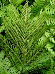 Image result for Pteris friesii