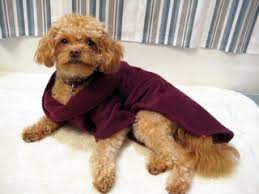 Dogs with a double coat, such as newfoundlands, have a soft undercoat that provides insulation and a tougher top coat that repels water and shields from dirt. Snuggie For Dogs 5 Steps With Pictures Instructables