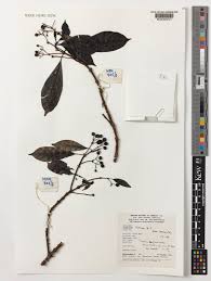 Image result for Tarenna pavettoides