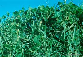 Image result for Melinis effusa