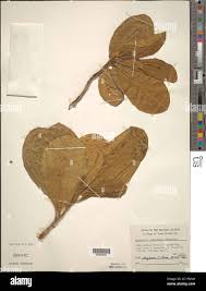 Image result for Dichilus lebeckioides