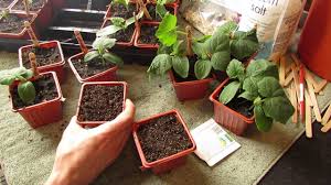 Zucchini can be prepared so many different ways that entire cookbooks have been written on the subject. The Rusted Garden Journal Starting Cucumbers Zucchini And Squash Indoors Bigger Containers And Warm Weather