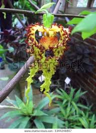 Image result for Monodora