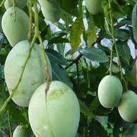 Mangga Gadung Bibit Tanaman Pohon Hidup Fruit Labels