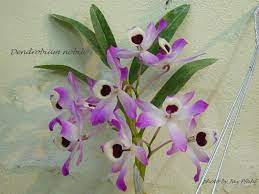 Dendrobium Nobile Flowers Falling Off Best Flower Wallpaper