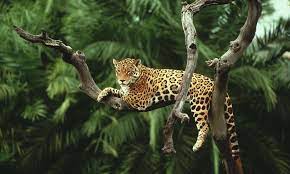 Jaguars will eat a variety of animals including birds, eggs and mammals including capybaras, peccaries, tapirs, turtles and alligators. Jaguar Species Wwf