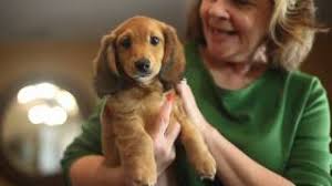 We offer dachshund puppies in a variety of colors, (black/tan, red, chocolate, cream, isabella) and patterns: Red Longhair Dachshund Pasteurinstituteindia Com