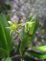 Image result for Angraecum calceolus