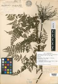 Image result for Blotiella natalensis