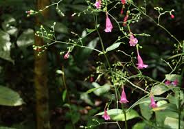 Image result for Strobilanthes hamiltoniana