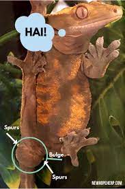 Recette quiche language:de / tomate mozzarella qui. 5 Extremely Easy Ways To Sex Your Crested Gecko New Hope Herp