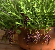 Image result for Orbea rogersii