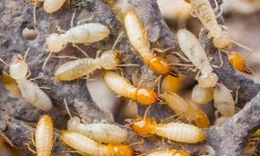 It requires a professional pest control company to handle them effectively. Tri City Termite And Pest Control Ltd London Oh Termite And Pest Control