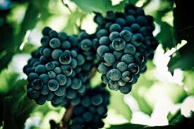 Image result for Shiraz Red 2016 A1