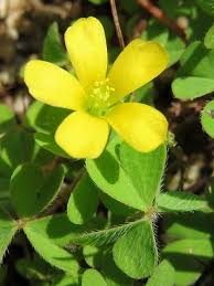 この花の名前なんていうの 三つ葉が特徴の小さくて黄色い花 カタバミ