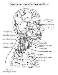 Share & embed anatomy and physiology coloring workbook.pdf. Anatomy Coloring Pages Pdf Valeholy